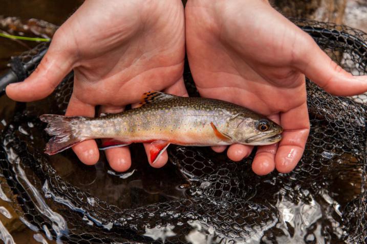 Eastern Brook Trout