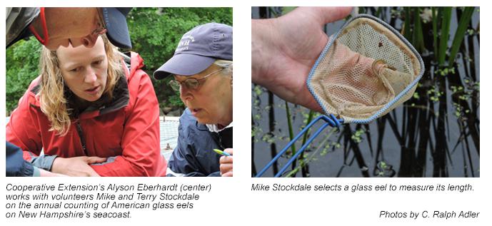 Counting glass eels