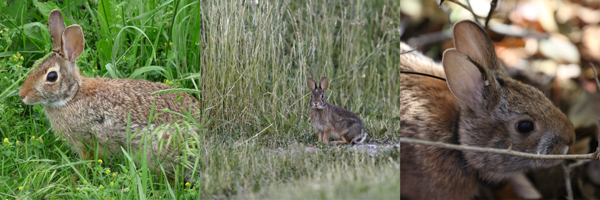 Cottontail and other rabbit photos three across