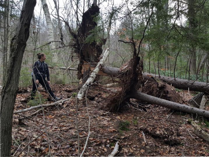 Downed trees with Halloween 2017 storm