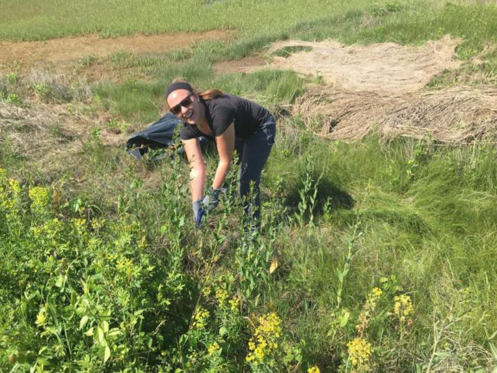 Morgan pulling pepperweed