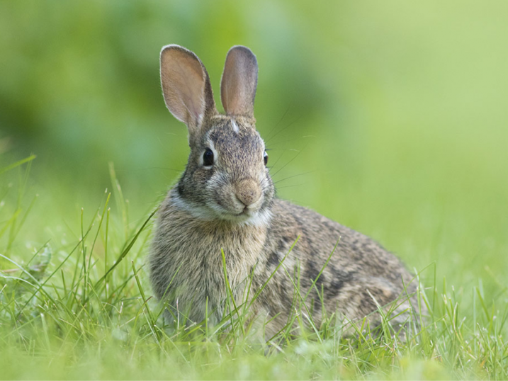 New England Cottontail Rabbit with Green Background