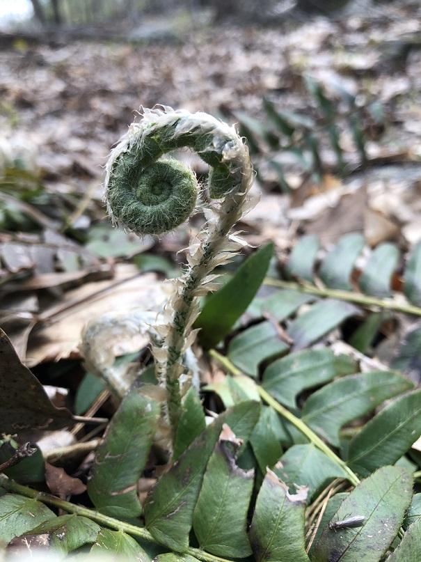 A close up picture of a fern fiddlehead in spring.