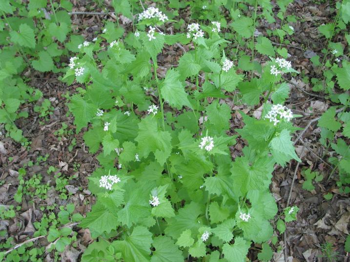 garlic mustard