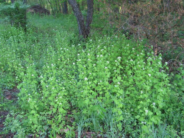 Garlic mustard infestation