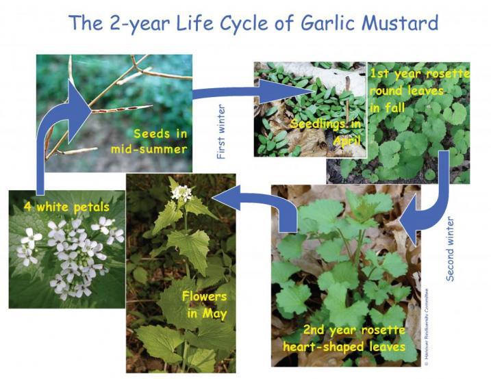Garlic Mustard Life Cycle Poster