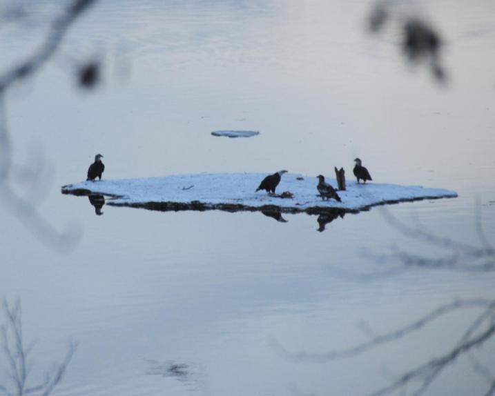 Bald eagles on Great Bay