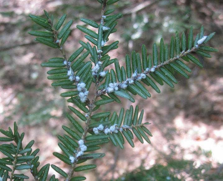 Hemlock branch