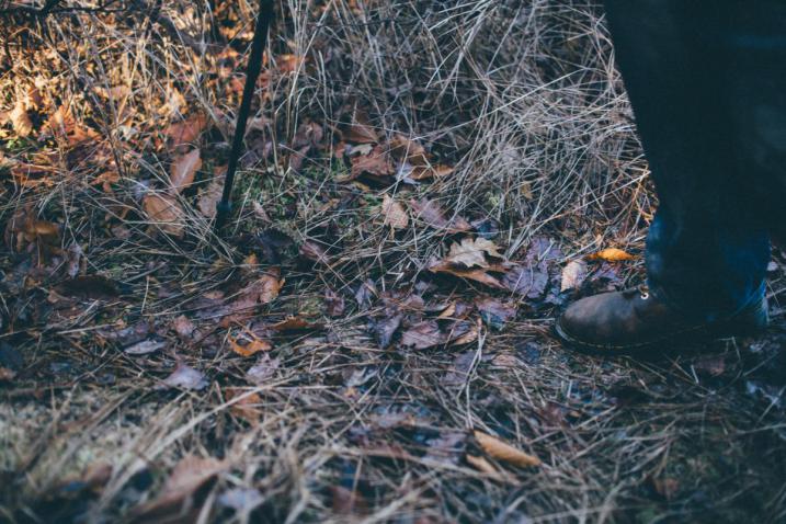 forest floor