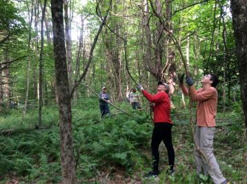 volunteers pulling invasives