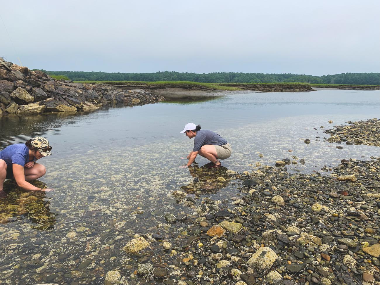 Volunteers hunt for invasive green crabs in Hampton