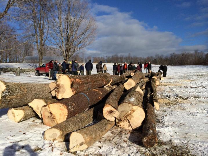 Pile of tree logs