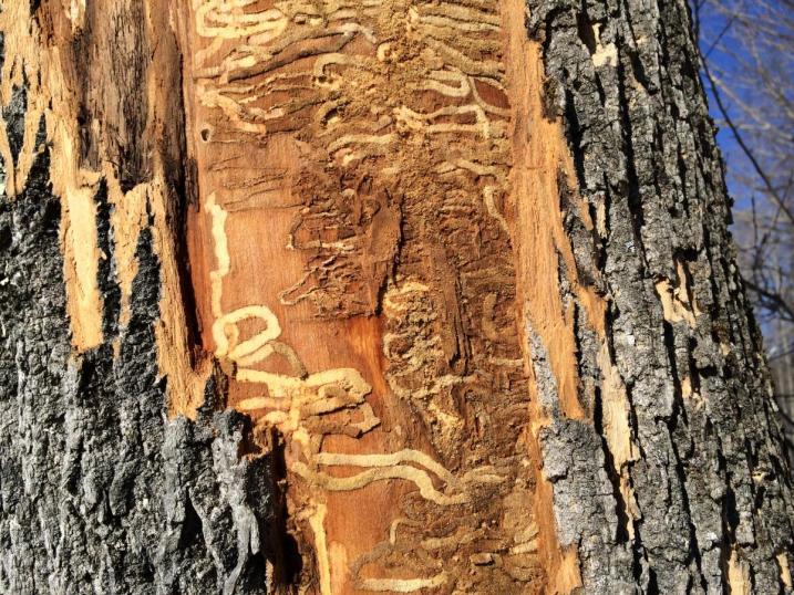 Emerald ash borer larvae s-shaped feeding galleries filled with sawdust 