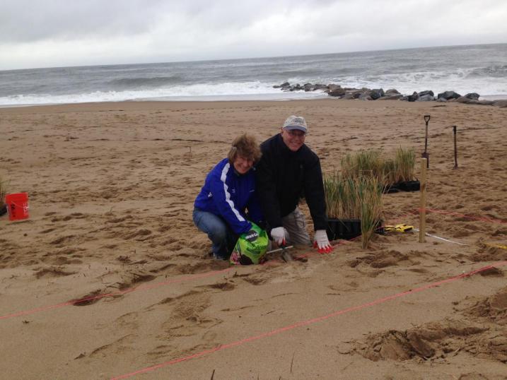 volunteers planting beachgrass