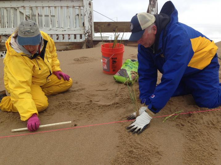 Volunteers plant beachgrass on Plum Island