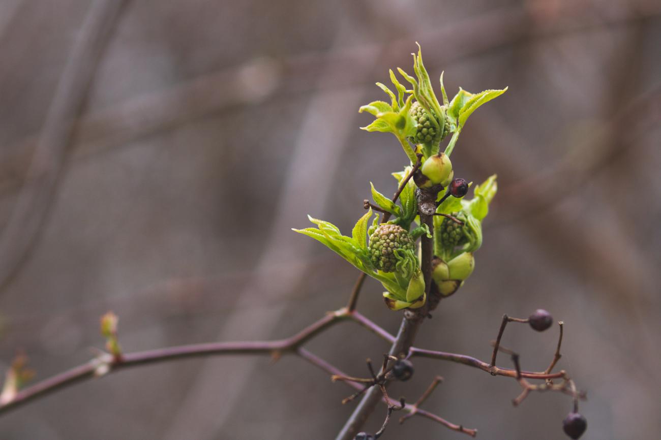 Red-berried Elder Bud