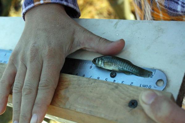 Measuring Fish