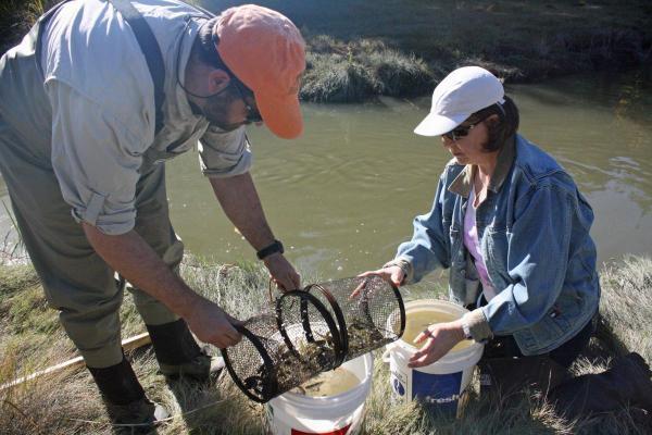 volunteers emptying minnow trap