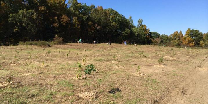 Crew planting 2,400 native shrubs at the Oyster River Forest.