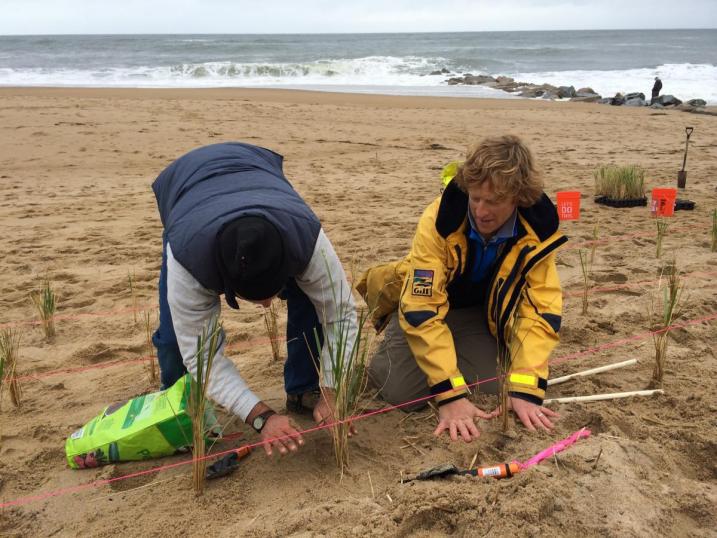 UNH Professors Drs. Dave Burdick and Gregg Moore plant beachgrass on Plum Island