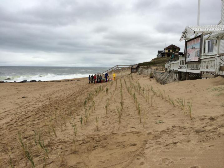 Rows of beachgrass plantings