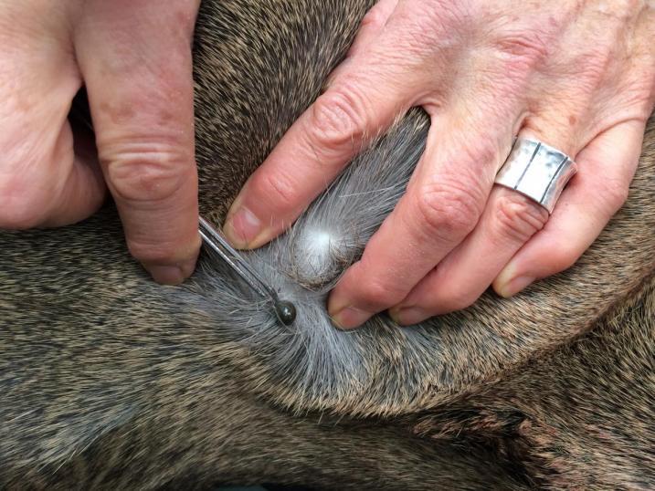 removing a bloated tick