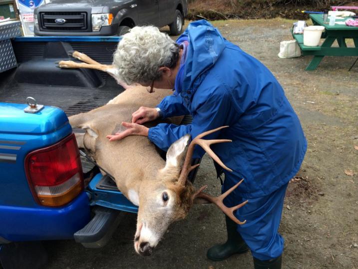 collecting tick from harvested deer