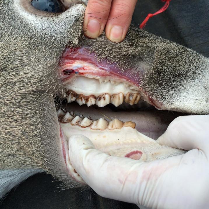 Looking at deer teeth