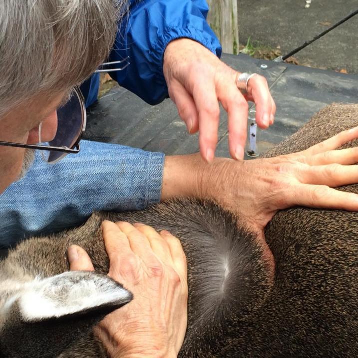 demonstrating the technique for tick search