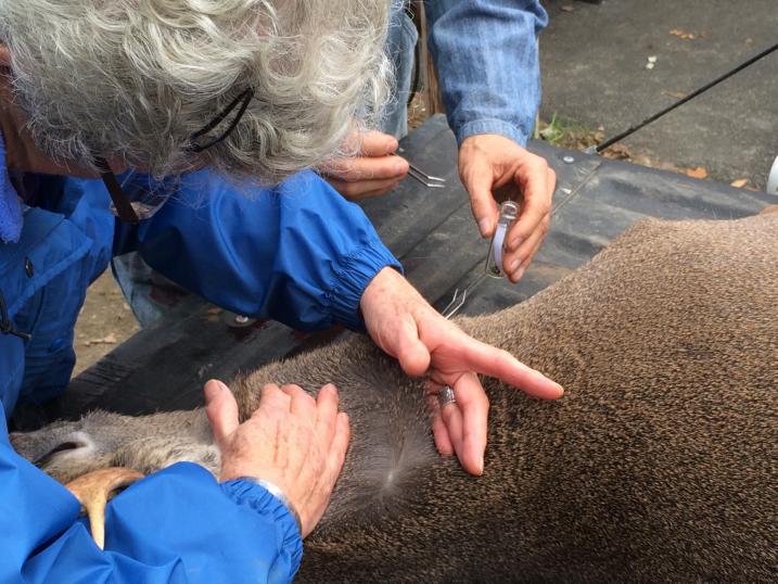Volunteers looking for ticks on a deer