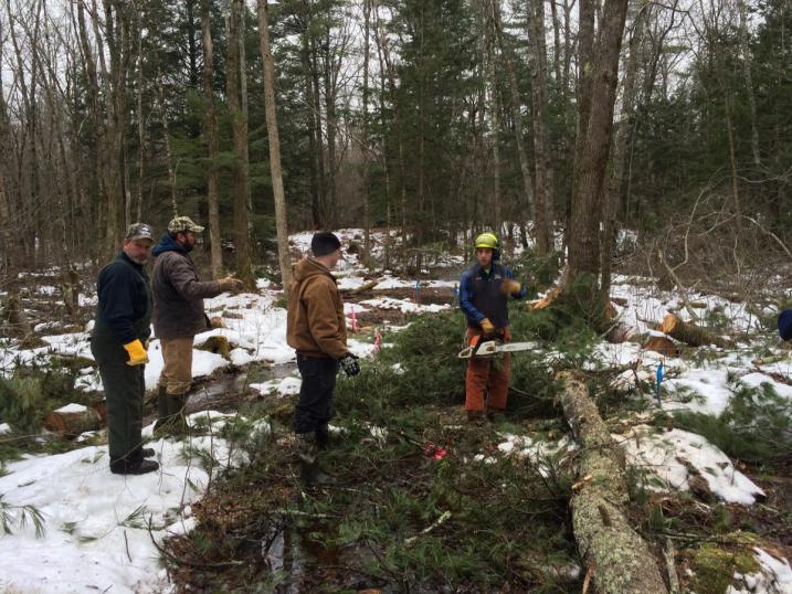 Volunteers working in the woods