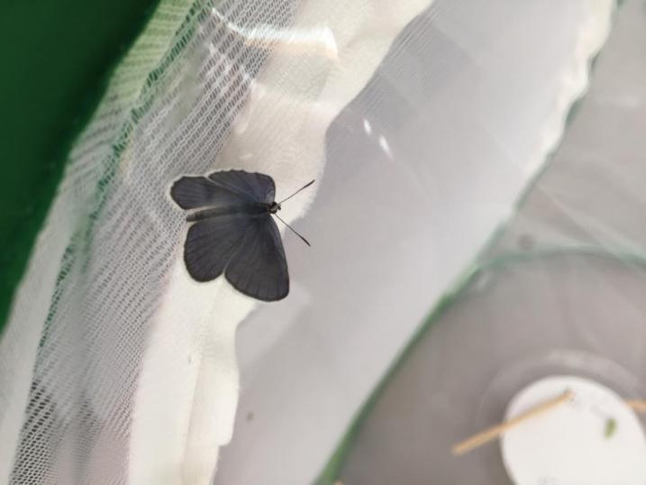 Karner blue butterfly up close