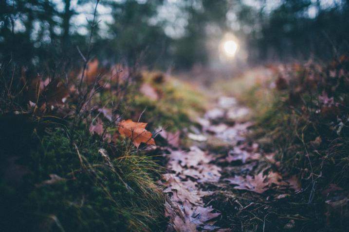 Leaf on trailhead