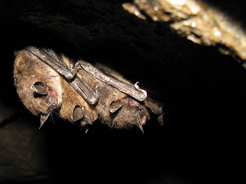 bats huddled together