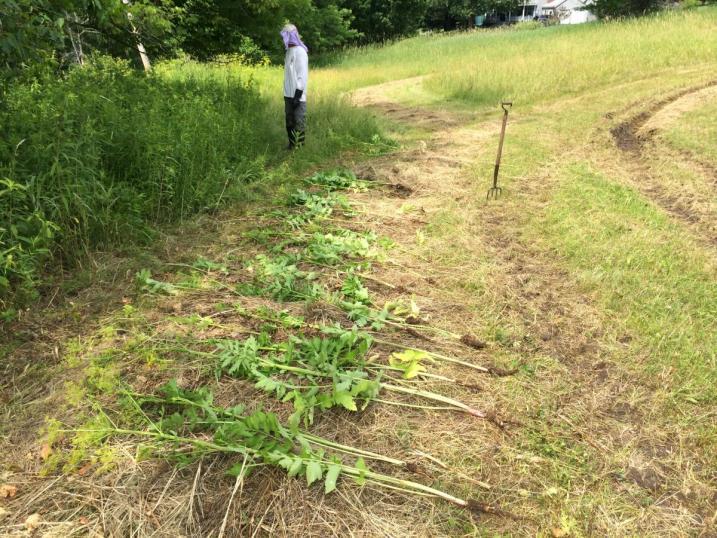 Mike Bald counting pulled parsnips