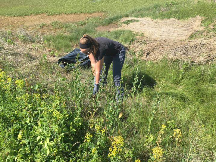 Morgan Martell pulling pepperweed