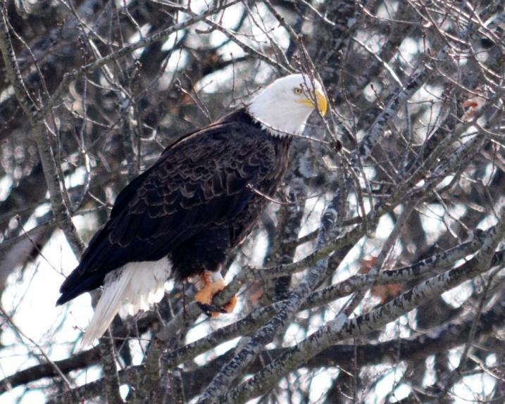 Adult bald eagle