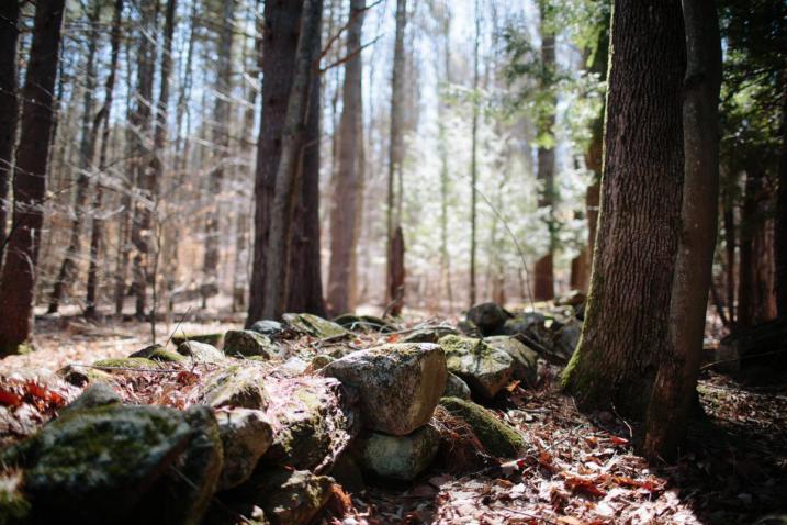A forest