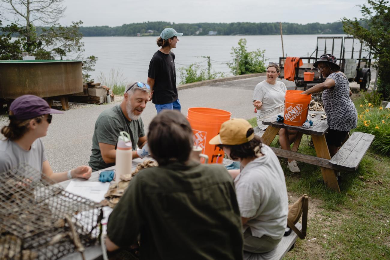 Counting Baby Oysters