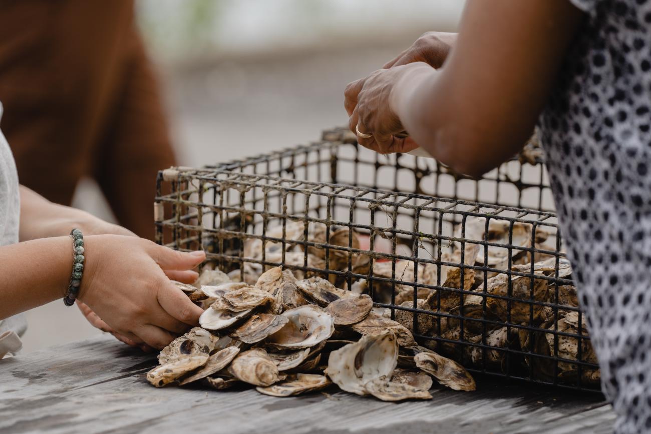 counting baby oysters