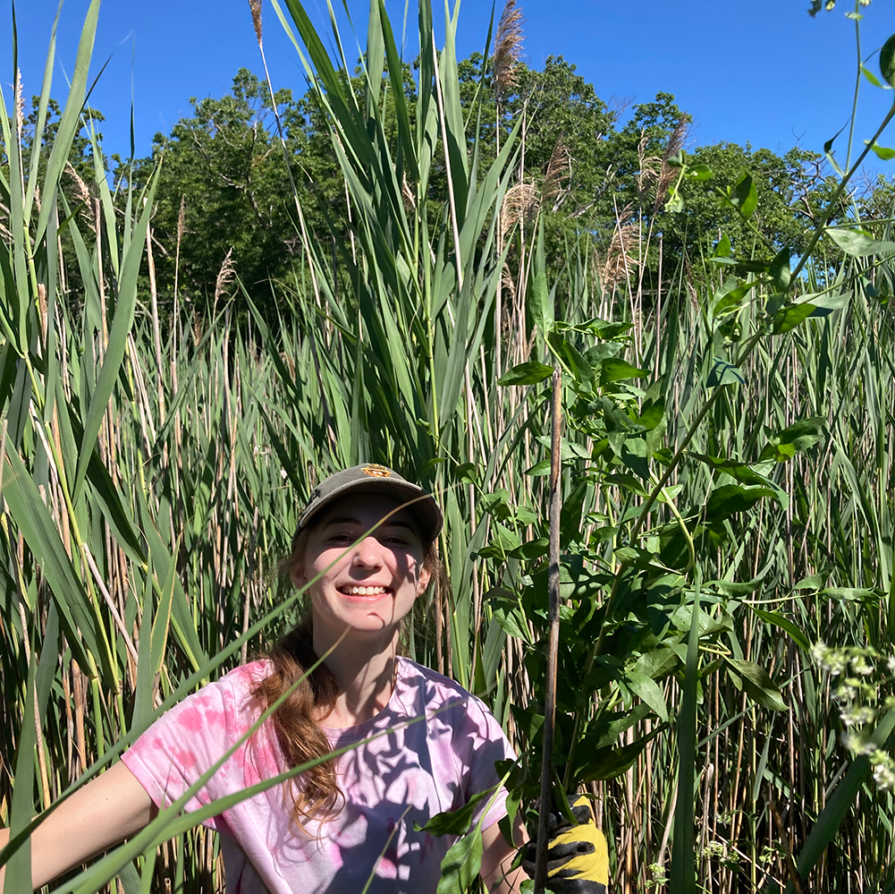 Phragmites