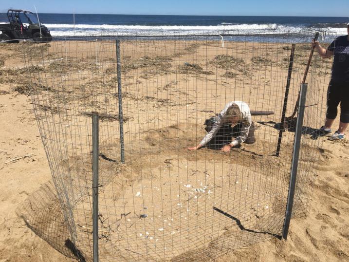 Plover Nest Fencing