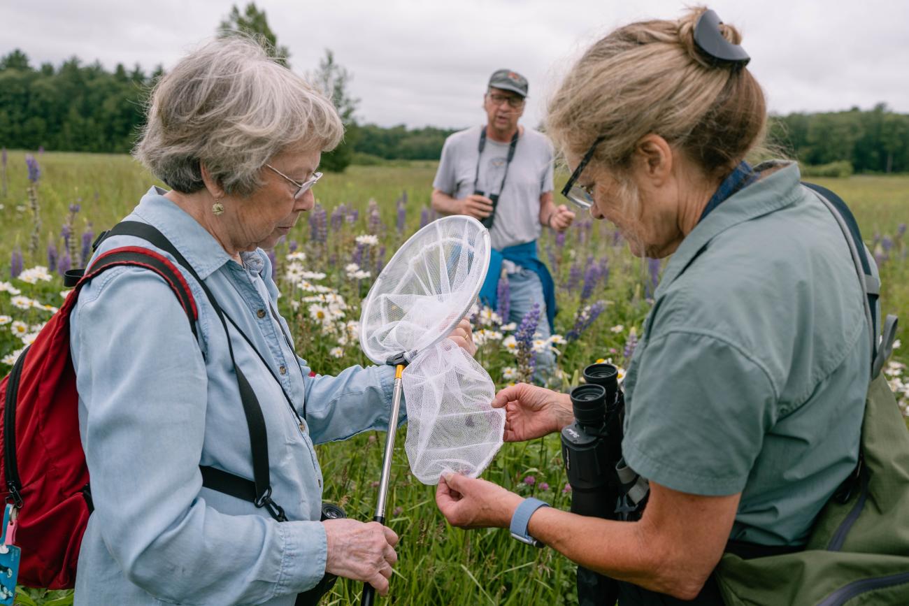 Looking at a bug net