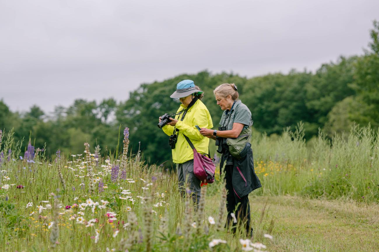Volunteers in wildflower meadow