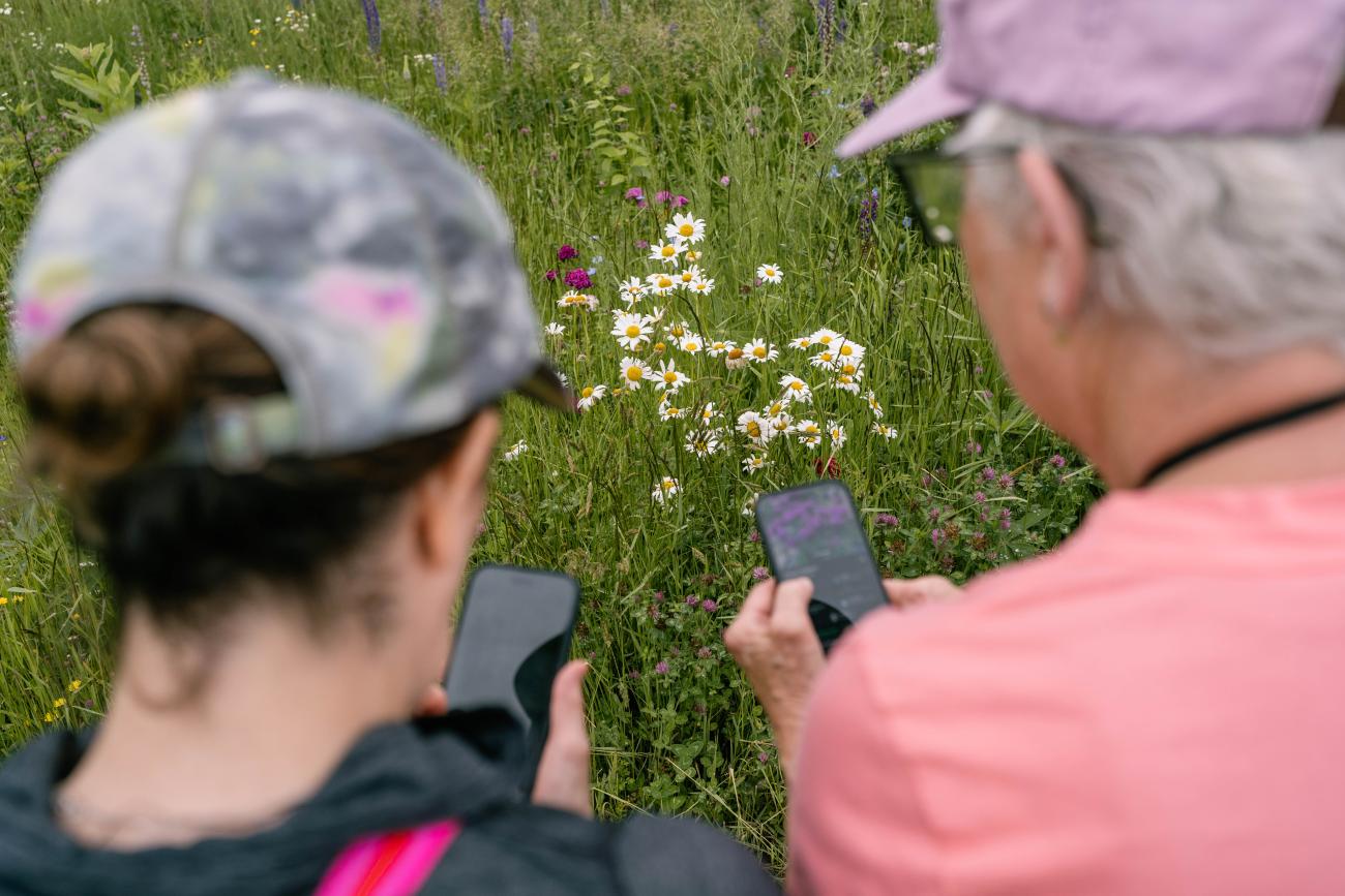 Examining a plant 