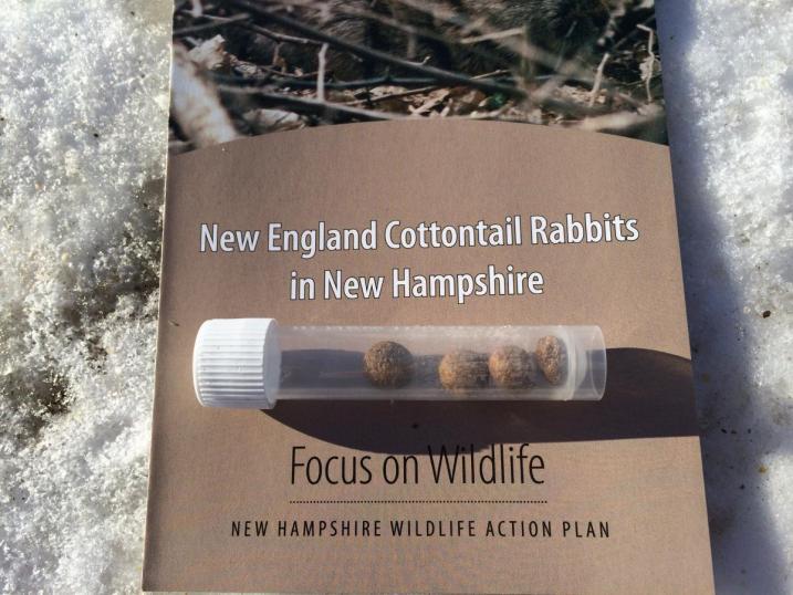 New Hampshire Wildlife Action Brochure for Cottontail Rabbits