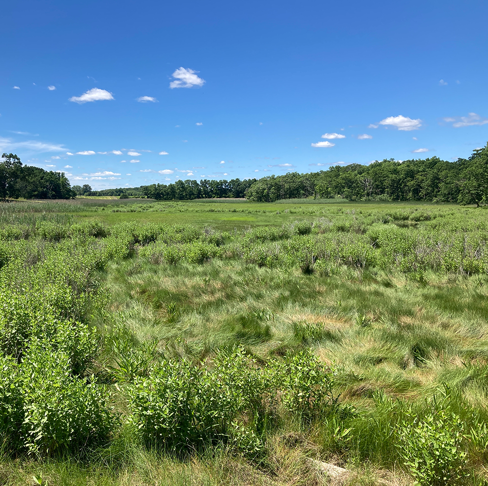 Salt Marsh