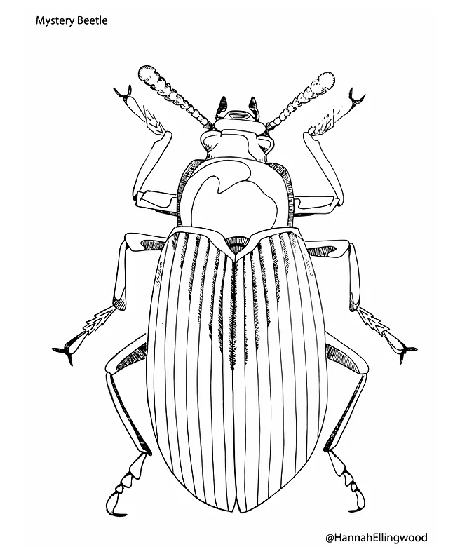 Bettle Coloring Page