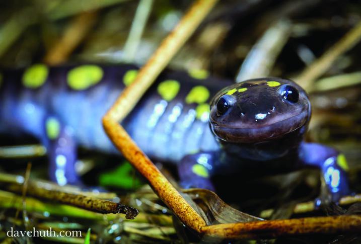 Spotted Salamander Dave Huth photo