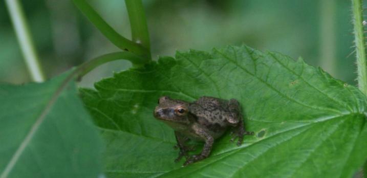 Spring peeper